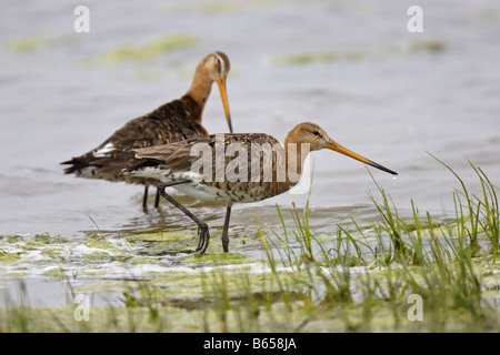 Uferschnepfe Limosa Limosa schwarz tailed Uferschnepfe Stockfoto