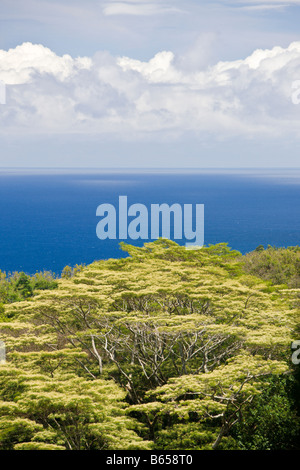 Vegetation an Straße nach Hana Maui Hawaii USA Stockfoto