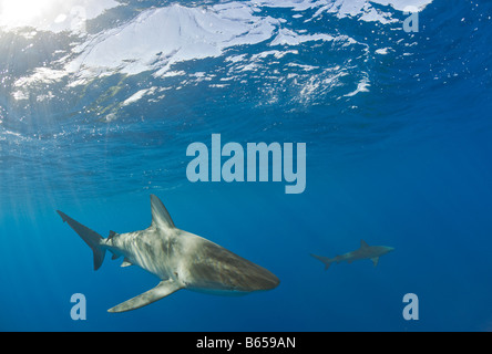 Galapagos Haie Carcharhinus Galapagensis Maui Hawaii USA Stockfoto