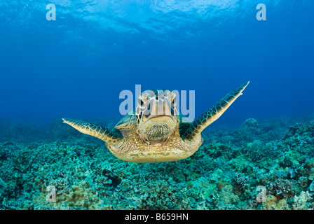Grüne Schildkröte Chelonia Mydas Maui Hawaii USA Stockfoto