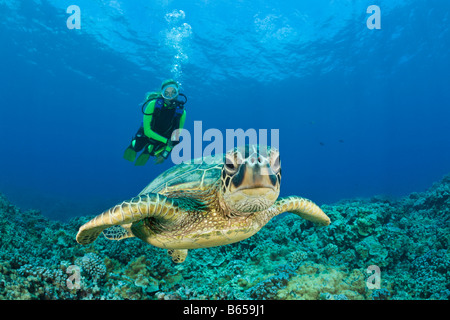 Grüne Schildkröte und Taucher Chelonia Mydas Maui Hawaii USA Stockfoto