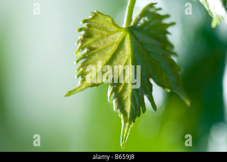 Nahaufnahme des Blattes, Hintergrundbeleuchtung Stockfoto