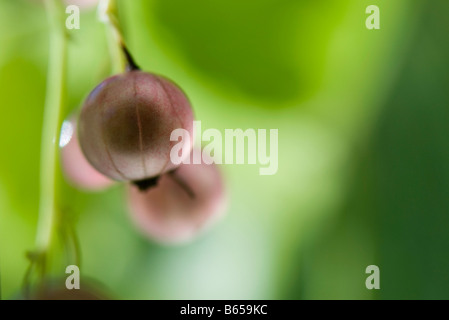 Rosa Johannisbeere wächst auf Gebüsch, extreme Nahaufnahme Stockfoto