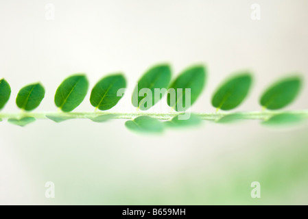 Grüne Blätter wachsen in einer Reihe auf Zweig, Nahaufnahme Stockfoto