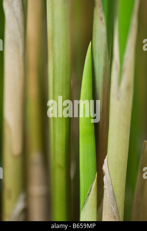 Papyrus (Cyperus Papyrus) Stengel, close-up Stockfoto