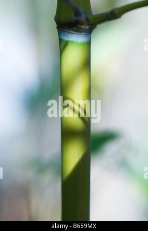 Bambus-Halm, close-up Stockfoto