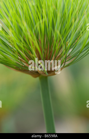 Papyrusstaude (Cyperus Papyrus), Nahaufnahme Stockfoto