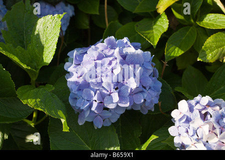 Blau Hortensia Hortensie Insel Pico Azoren Portugal Stockfoto