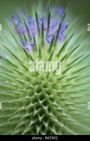 Distel, extreme Nahaufnahme Stockfoto