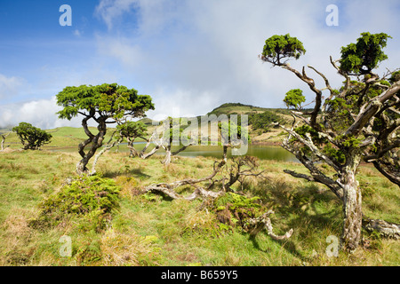 Hochland der Insel Pico Pico Azoren Portugal Stockfoto