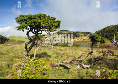 Hochland der Insel Pico Pico Azoren Portugal Stockfoto