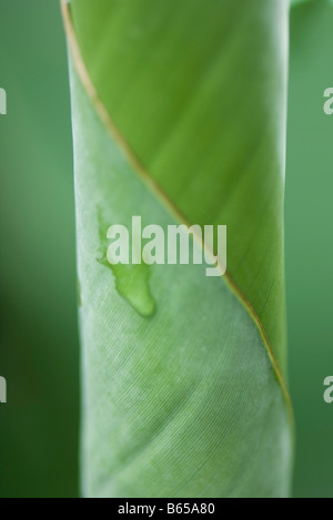 Tautropfen auf gewelltes Blatt, extreme Nahaufnahme Stockfoto