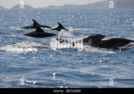 Bottlenose Delphine Tursiops Truncatus Azoren Atlantik Portugal Stockfoto