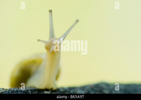 Weißlippen-Schnecke (Bänderschnecken Hortensis), Nahaufnahme Stockfoto