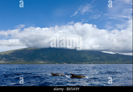 Bottlenose Delphine Tursiops Truncatus Azoren Atlantik Portugal Stockfoto