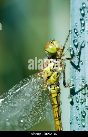 Nasse Libelle auf Pflanze-Stiel Stockfoto