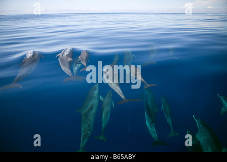 Atlantic Spotted Dolphins Stenella Frontalis Azoren Atlantik Portugal Stockfoto
