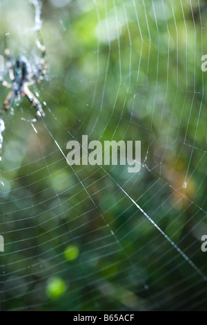 Großen Spinnennetz mit Spinne wartet im Zentrum Stockfoto