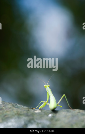 Praying Mantis sitzen auf Felsen, Rückansicht Stockfoto