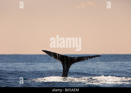 Pottwal Fluke Physeter Catodon Azoren Atlantik Portugal Stockfoto