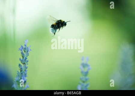 Hummel fliegen über Blumen Stockfoto