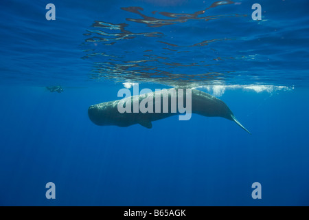 Pottwal und Fotograf Physeter Catodon Azoren Atlantik Portugal Stockfoto