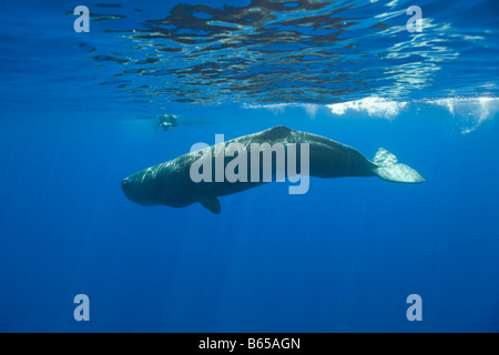 Pottwal und Fotograf Physeter Catodon Azoren Atlantik Portugal Stockfoto