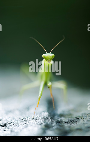 Gottesanbeterin, Vorderansicht Stockfoto