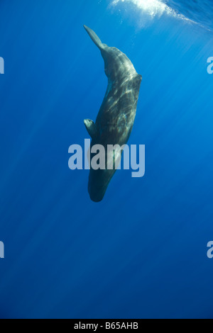 Tauchen Pottwal Physeter Catodon Azoren Atlantik Portugal Stockfoto