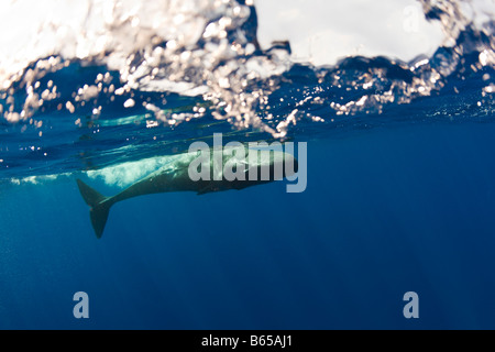 Junger Pottwal Physeter Catodon Azoren Atlantik Portugal Stockfoto