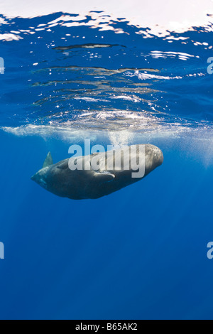 Junger Pottwal Physeter Catodon Azoren Atlantik Portugal Stockfoto