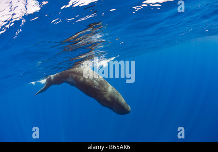 Junger Pottwal Physeter Catodon Azoren Atlantik Portugal Stockfoto