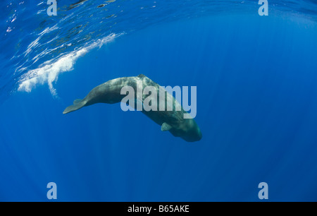 Junger Pottwal Physeter Catodon Azoren Atlantik Portugal Stockfoto