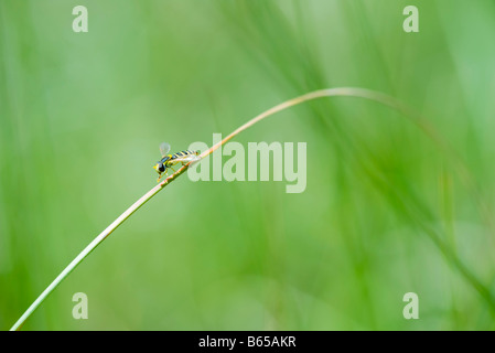 Weibliche Hoverfly (Sphaerophoria). hoch oben auf gebogenen Stamm hohem Gras Stockfoto