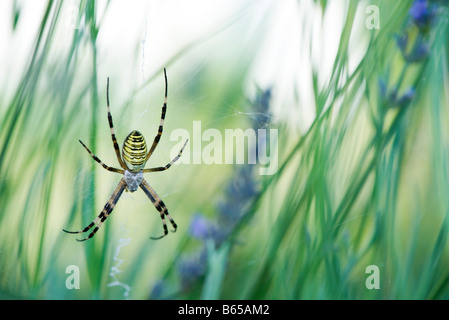 Großer Argiope Spider im Zentrum des Web gesponnen zwischen Blütenstiele im Garten Stockfoto