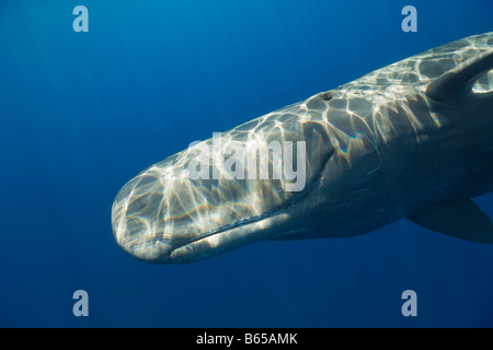 Pottwal Physeter Catodon Azoren Atlantik Portugal Stockfoto