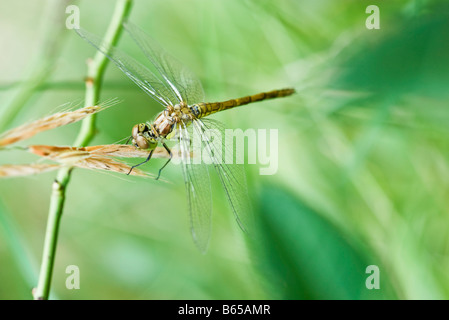 Libelle bedenklich hoch oben auf gesetzte Tops hohem Gras Stockfoto