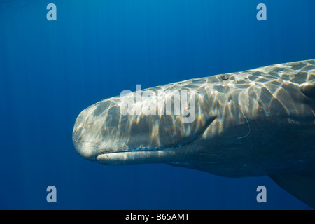 Pottwal Physeter Catodon Azoren Atlantik Portugal Stockfoto