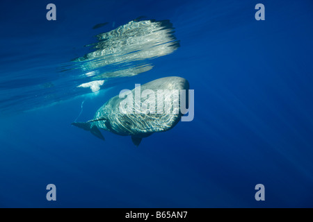 Pottwal Physeter Catodon Azoren Atlantik Portugal Stockfoto