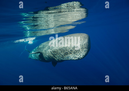 Pottwal Physeter Catodon Azoren Atlantik Portugal Stockfoto