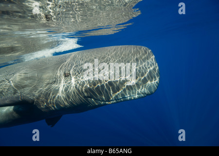 Pottwal Physeter Catodon Azoren Atlantik Portugal Stockfoto