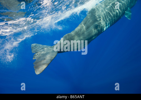 Pottwal Physeter Catodon Azoren Atlantik Portugal Stockfoto