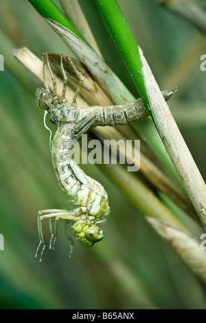 Häutung Libelle aus ausrangierten Exoskelett Stockfoto