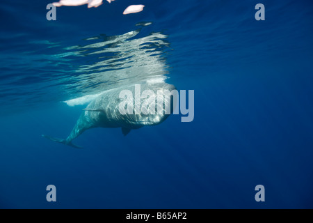 Pottwal Physeter Catodon Azoren Atlantik Portugal Stockfoto