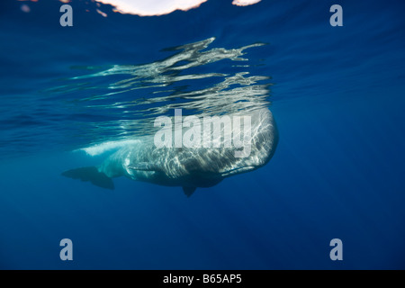 Pottwal Physeter Catodon Azoren Atlantik Portugal Stockfoto