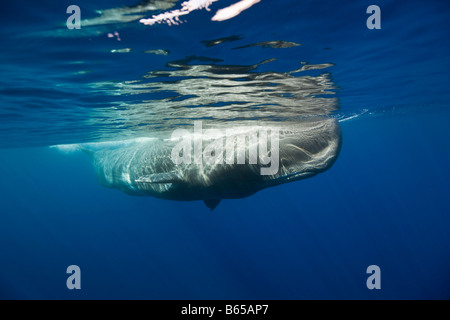 Pottwal Physeter Catodon Azoren Atlantik Portugal Stockfoto