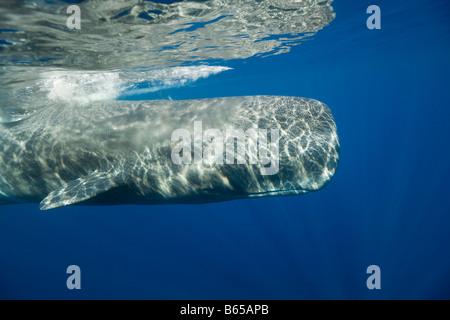 Pottwal Physeter Catodon Azoren Atlantik Portugal Stockfoto