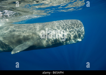 Pottwal Physeter Catodon Azoren Atlantik Portugal Stockfoto
