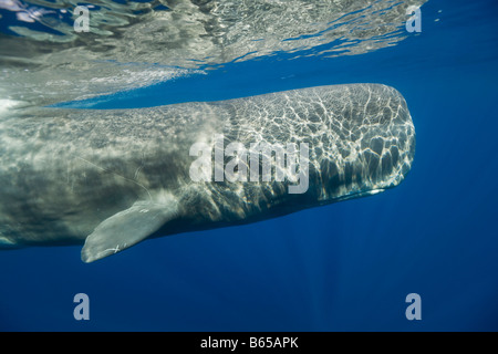 Pottwal Physeter Catodon Azoren Atlantik Portugal Stockfoto