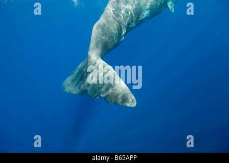 Pottwal Physeter Catodon Azoren Atlantik Portugal Stockfoto